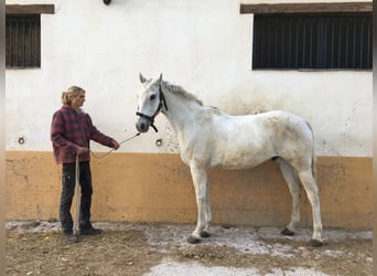 PRE, Ruin, 14 Jaar, 164 cm, Schimmel