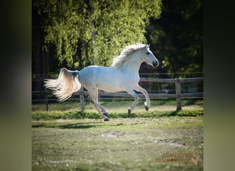 PRE Mix, Ruin, 15 Jaar, 160 cm, Schimmel