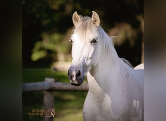 PRE Mix, Ruin, 15 Jaar, 160 cm, Schimmel