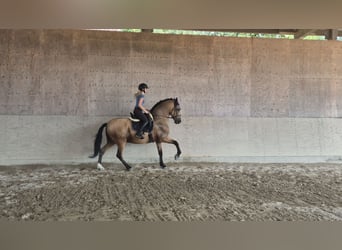 PRE, Ruin, 15 Jaar, 167 cm