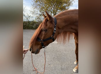 PRE Mix, Ruin, 16 Jaar, 155 cm, Roodvos