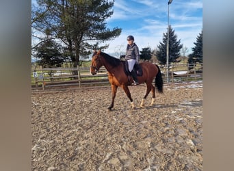 PRE Mix, Ruin, 16 Jaar, 173 cm, Bruin