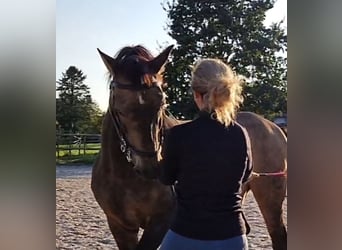 PRE Mix, Ruin, 17 Jaar, 159 cm, Falbe