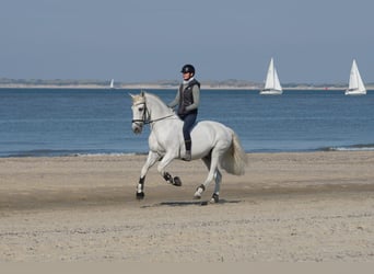 PRE Mix, Ruin, 17 Jaar, 164 cm, Schimmel