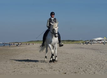 PRE Mix, Ruin, 17 Jaar, 164 cm, Schimmel