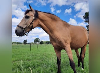 PRE Mix, Ruin, 18 Jaar, 160 cm, Buckskin