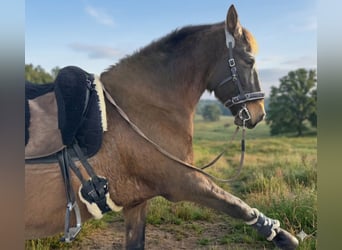 PRE, Ruin, 18 Jaar, 165 cm, Bruin