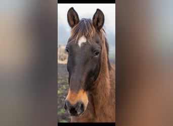 PRE, Ruin, 18 Jaar, 165 cm, Bruin