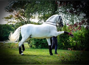 PRE, Ruin, 18 Jaar, 165 cm, Schimmel