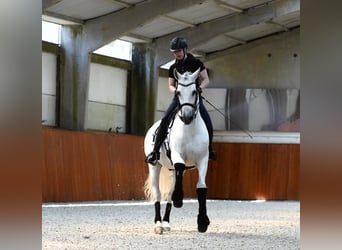 PRE, Ruin, 18 Jaar, 165 cm, Schimmel
