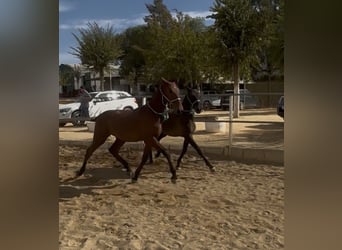 PRE Mix, Ruin, 1 Jaar, 148 cm, Bruin