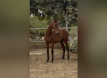 PRE Mix, Ruin, 1 Jaar, 148 cm, Bruin
