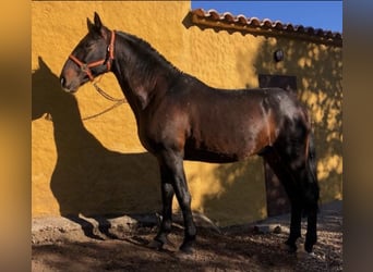 PRE Mix, Ruin, 1 Jaar, 165 cm, Schimmel