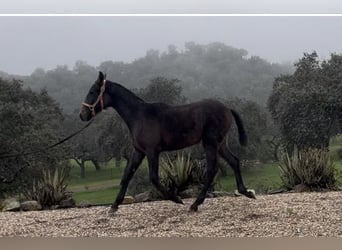 PRE Mix, Ruin, 1 Jaar, 165 cm, Schimmel