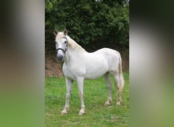PRE, Ruin, 20 Jaar, 165 cm, Schimmel