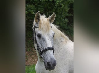 PRE, Ruin, 20 Jaar, 165 cm, Schimmel