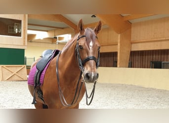 PRE Mix, Ruin, 22 Jaar, 158 cm, Vos