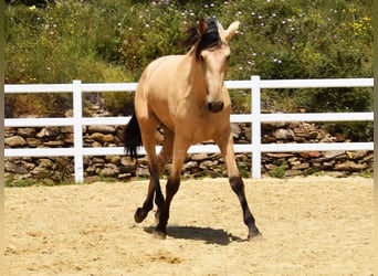 PRE Mix, Ruin, 2 Jaar, 159 cm, Falbe