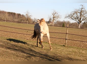PRE, Ruin, 2 Jaar, 161 cm, Perlino