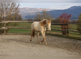 PRE, Ruin, 2 Jaar, 161 cm, Perlino