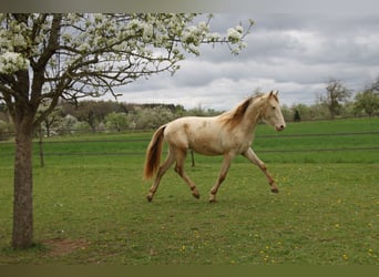 PRE, Ruin, 2 Jaar, 161 cm, Perlino