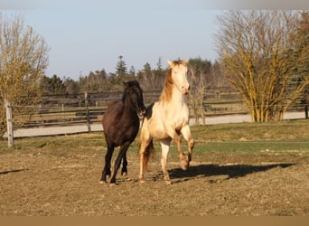 PRE, Ruin, 2 Jaar, 161 cm, Perlino