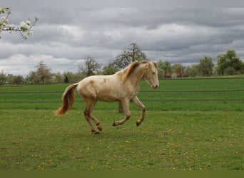 PRE, Ruin, 2 Jaar, 161 cm, Perlino