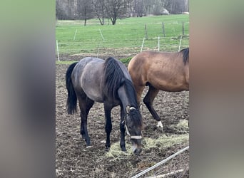 PRE, Ruin, 2 Jaar, 170 cm, kan schimmel zijn