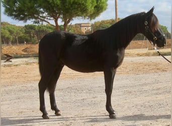 PRE Mix, Ruin, 3 Jaar, 154 cm, Zwart