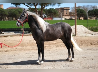 PRE Mix, Ruin, 3 Jaar, 155 cm, Appelschimmel