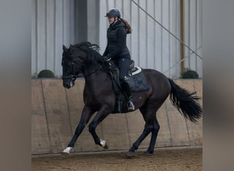 PRE, Ruin, 3 Jaar, 156 cm, Donkere-vos