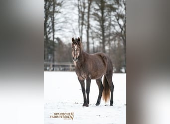 PRE Mix, Ruin, 3 Jaar, 157 cm, Schimmel