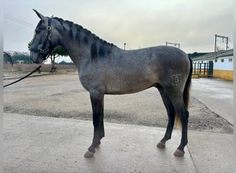 PRE Mix, Ruin, 3 Jaar, 158 cm, Appelschimmel