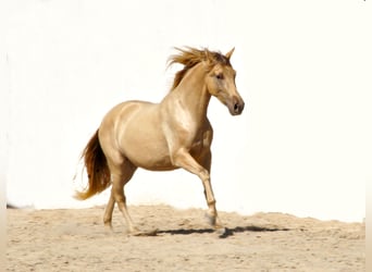 PRE Mix, Ruin, 3 Jaar, 158 cm, Champagne