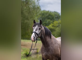 PRE Mix, Ruin, 3 Jaar, 158 cm, Schimmel