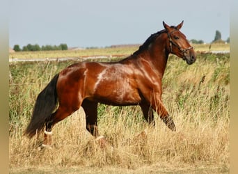PRE Mix, Ruin, 3 Jaar, 160 cm, Brauner