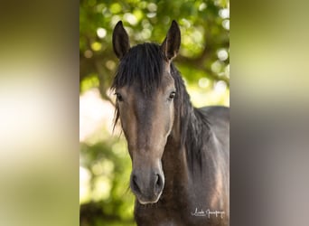 PRE Mix, Ruin, 3 Jaar, 160 cm, Brown Falb schimmel
