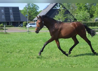 PRE, Ruin, 3 Jaar, 160 cm, Bruin