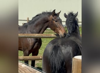 PRE, Ruin, 3 Jaar, 160 cm, Donkerbruin