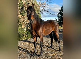 PRE, Ruin, 3 Jaar, 160 cm, Donkerbruin