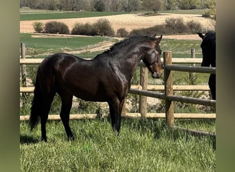 PRE, Ruin, 3 Jaar, 160 cm, Donkerbruin