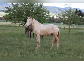 PRE, Ruin, 3 Jaar, 160 cm, Perlino
