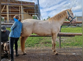 PRE, Ruin, 3 Jaar, 160 cm, Perlino
