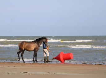 PRE, Ruin, 3 Jaar, 160 cm, Schimmel