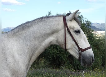 PRE, Ruin, 3 Jaar, 160 cm, Schimmel