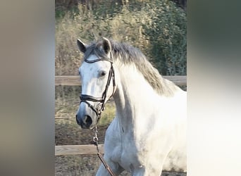 PRE, Ruin, 3 Jaar, 160 cm, Schimmel