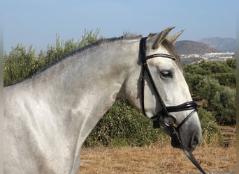 PRE, Ruin, 3 Jaar, 160 cm, Schimmel