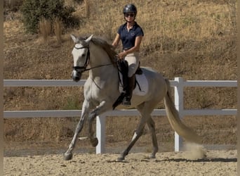 PRE, Ruin, 3 Jaar, 160 cm, Schimmel