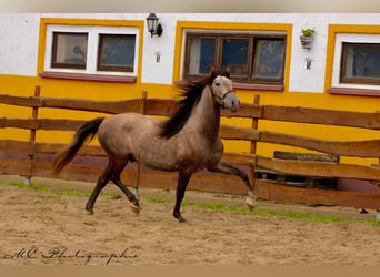 PRE, Ruin, 3 Jaar, 160 cm, Schimmel