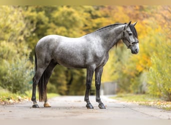 PRE Mix, Ruin, 3 Jaar, 160 cm, Zwartschimmel